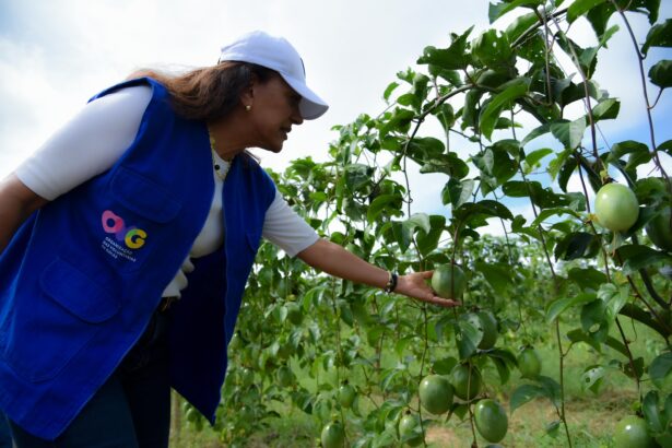 Gracinha Caiado anuncia ampliação de fruticultura irrigada e mais R$ 6 milhões em fomento para cadeias produtivas