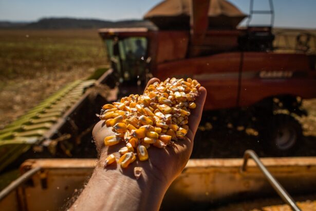Agronegócio em Goiás emprega mais de 1 milhão de pessoas em 2023 Agronegócio em Goiás emprega mais de 1 milhão de pessoas em 2023