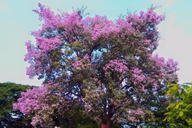Paineiras de Goiânia embelezam a cidade durante período de floração Paineiras de Goiânia embelezam a cidade durante período de floração