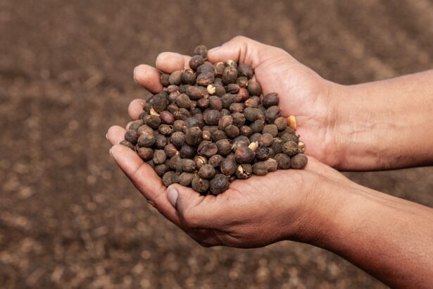 Conab prevê crescimento de 30,6% na produção de café em Goiás Conab prevê crescimento de 30,6% na produção de café em Goiás