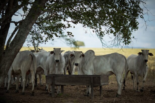 Abate de bovinos bate recorde e chega a 1 milhão de cabeças em Goiás Abate de bovinos bate recorde e chega a 1 milhão de cabeças em Goiás