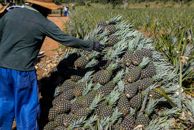 Mais produtividade, assistência técnica e gerencial pode revolucionar as propriedades rurais Mais produtividade, assistência técnica e gerencial pode revolucionar as propriedades rurais