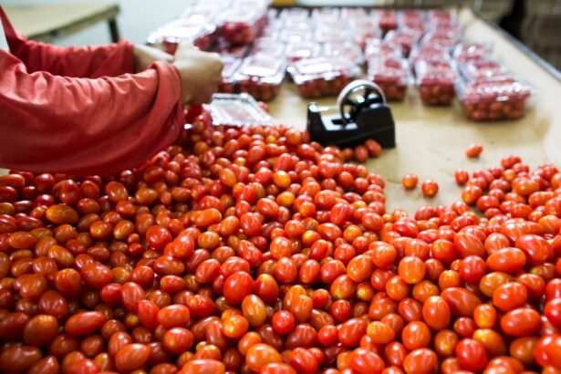 Produção de tomate em Goiás deve crescer 36,6% em 2024 Produção de tomate em Goiás deve crescer 36,6% em 2024