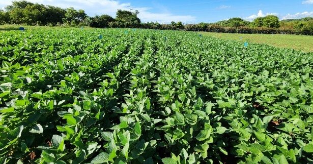 Governo de Goiás investe R$ 3,6 milhões em inovações sustentáveis para a agricultura