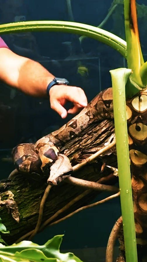 Zoológico de Goiânia ganha duas novas jiboias para exposição aos visitantes