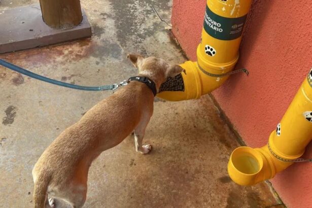 Deputado Veter Martins propõe projeto para implantação de abrigos, comedouros e bebedouros para animais de rua em Goiás