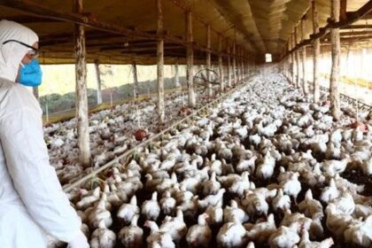 Goiás em alerta: três casos suspeitos de gripe aviária (H5N1) em investigação
