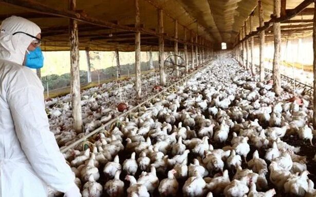 Goiás em alerta: três casos suspeitos de gripe aviária (H5N1) em investigação
