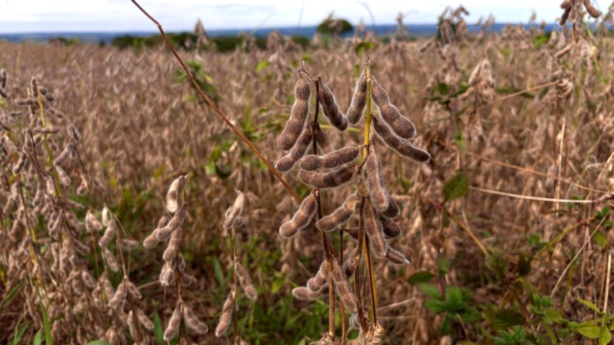 Produção de grãos em Goiás deve avançar 17% na safra 2024/2025