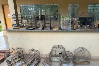 Prefeitura de Aparecida apreende 20 aves silvestres sem documentação do Ibama após denúncia