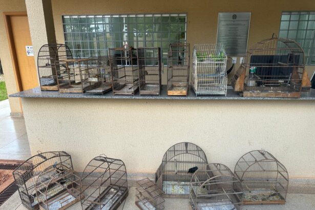 Prefeitura de Aparecida apreende 20 aves silvestres sem documentação do Ibama após denúncia