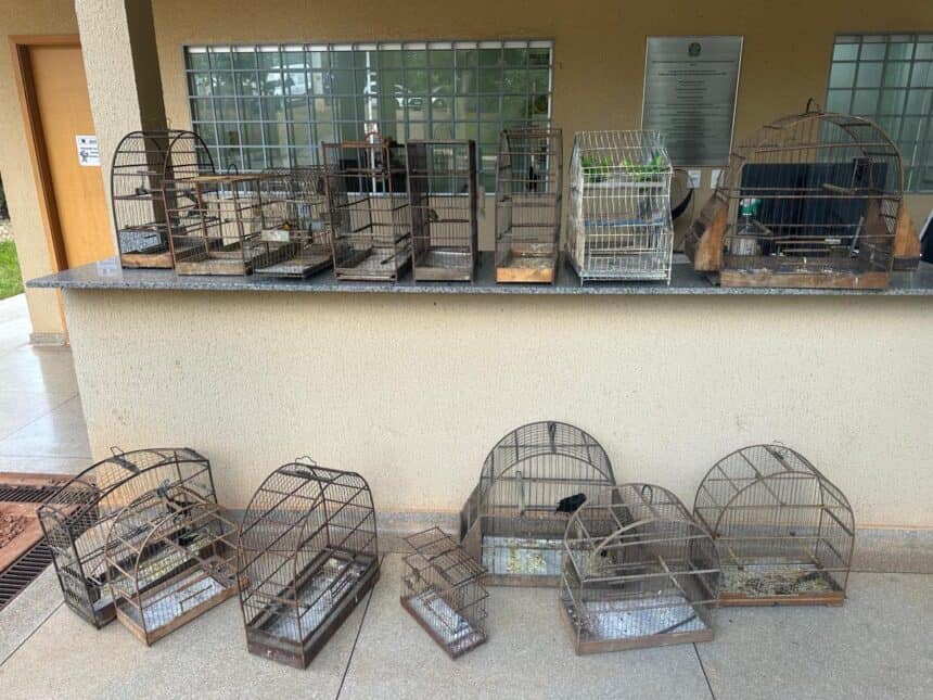 Prefeitura de Aparecida apreende 20 aves silvestres sem documentação do Ibama após denúncia Prefeitura de Aparecida apreende 20 aves silvestres sem documentação do Ibama após denúncia