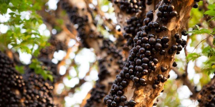 Emater Goiás promove V encontro técnico sobre a cultura da jabuticabeira em Hidrolândia Emater Goiás promove V encontro técnico sobre a cultura da jabuticabeira em Hidrolândia