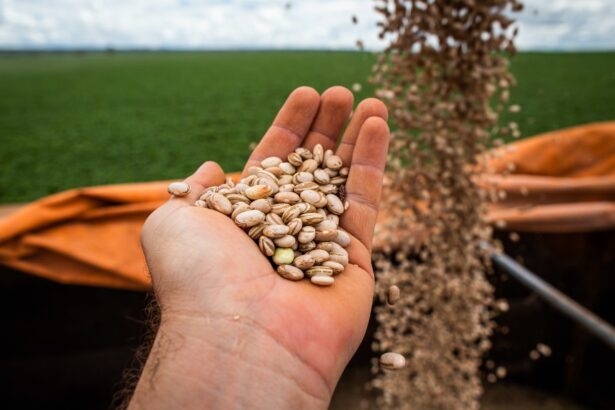 Produção goiana de feijão consolida segundo lugar em produtividade no Brasil