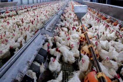 Abate de frango em Goiás cresce 7,1%, mostra IBGE
